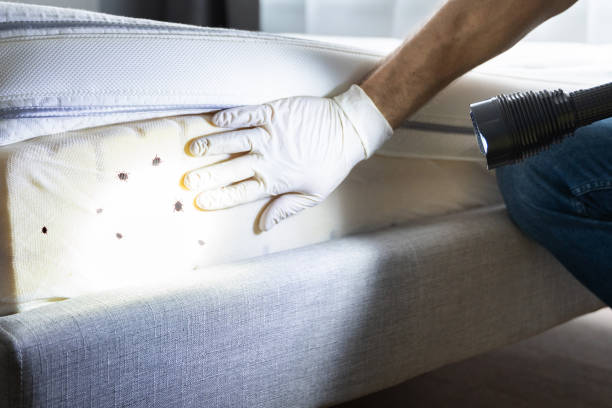 Best Flea Control Services  in Acushnet Center, MA