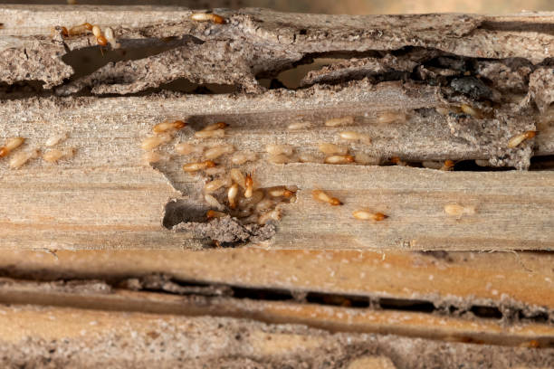 Best Bed Bug Extermination  in Acushnet Center, MA